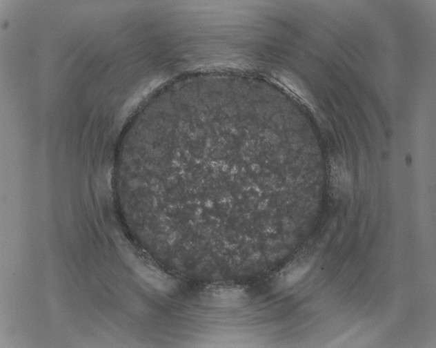 X0000069360491200605192102