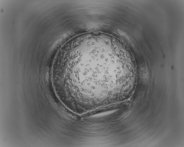 X0000069360495200605192102