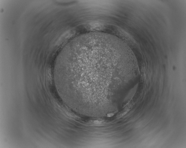 X0000069360506200605192101