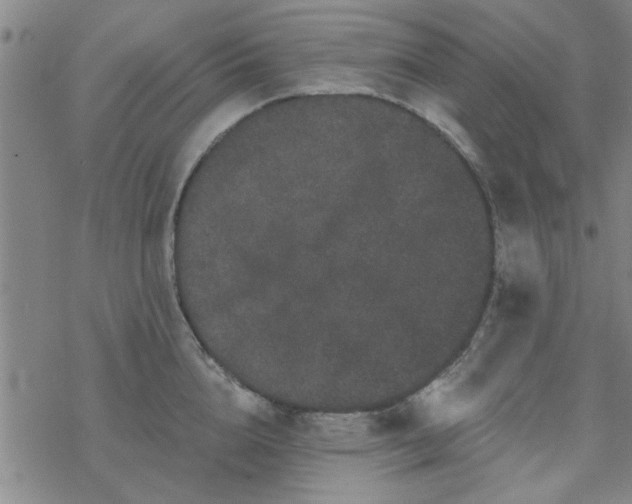 X0000069360856200605192056