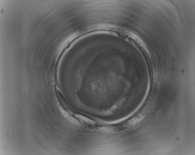 X0000069360954200605192055