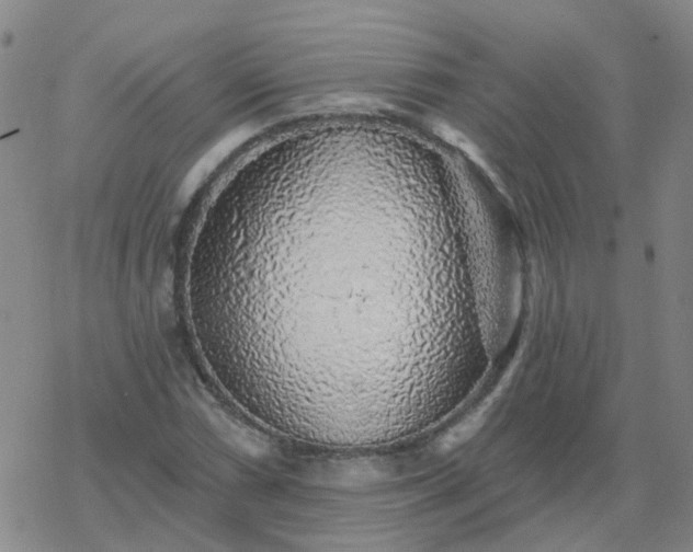 X0000069361066200605192052