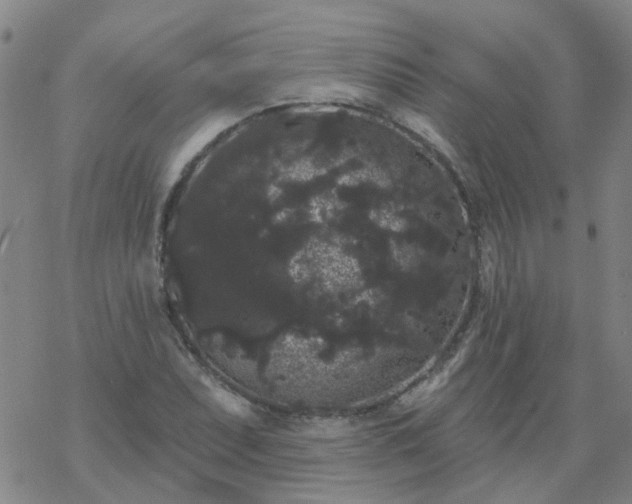 X0000069361071200605192052