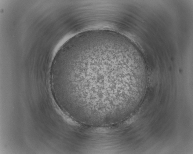 X0000069361086200605192052