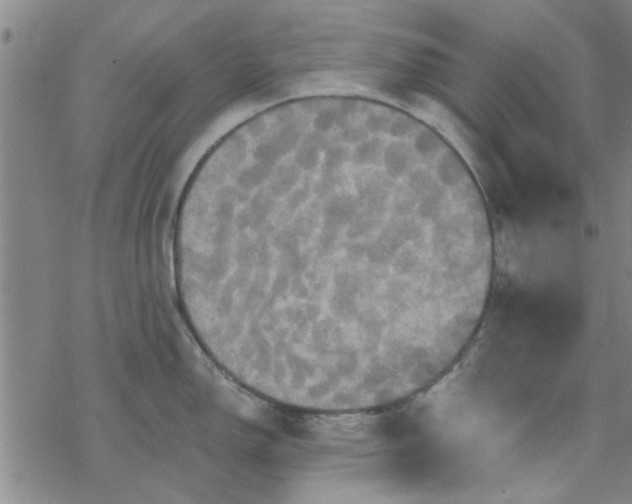 X0000069361150200605192052