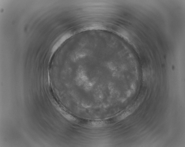 X0000069361274200605192049