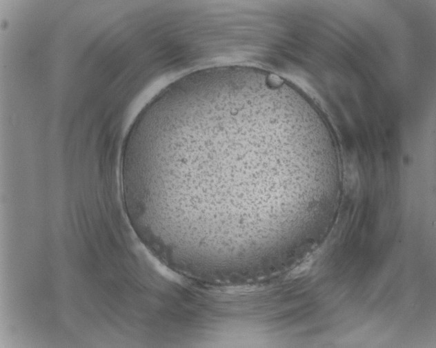 X0000069361294200605192049