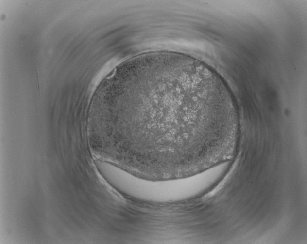 X0000069361529200605192045