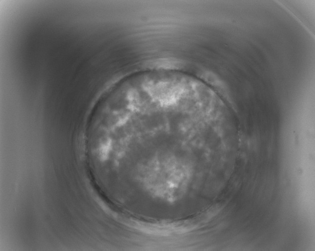 X0000069360012200605262010