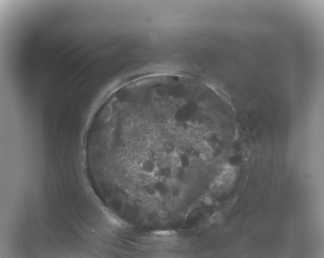 X0000069360053200605262009