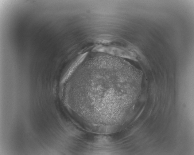 X0000069360073200605262009