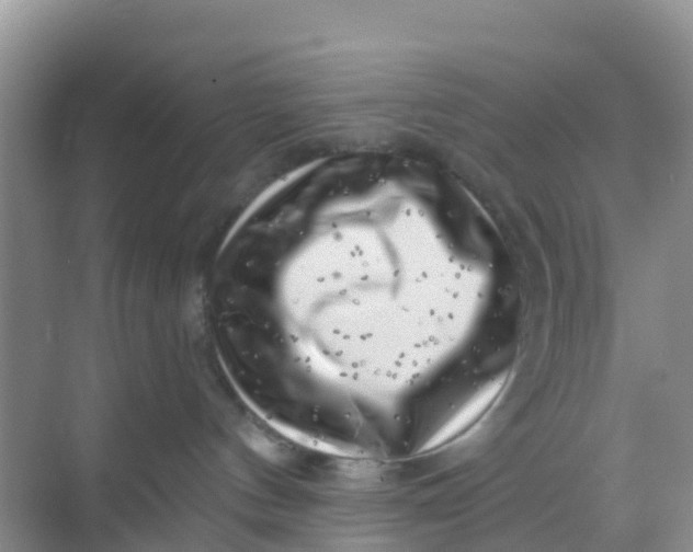 X0000069360144200605262008