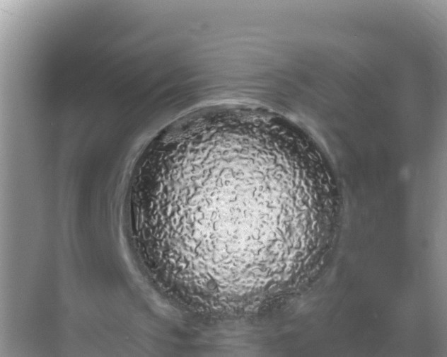 X0000069360145200605262007