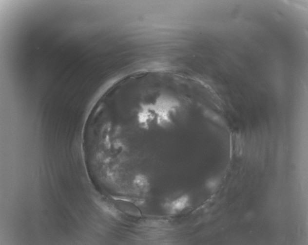 X0000069360147200605262007