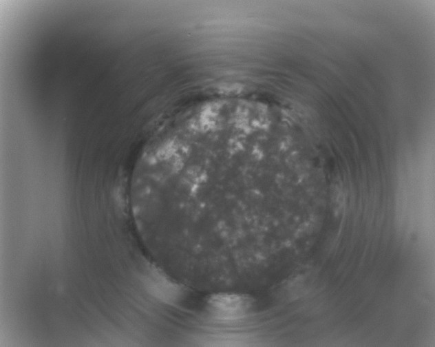 X0000069360181200605262008