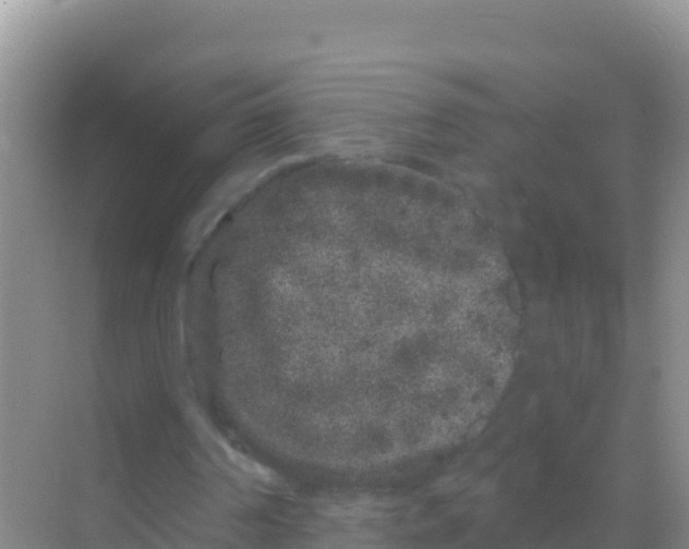 X0000069360194200605262007