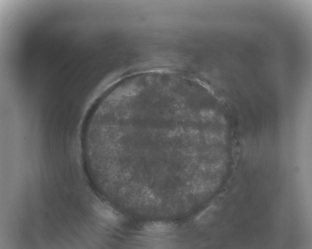 X0000069360198200605262007