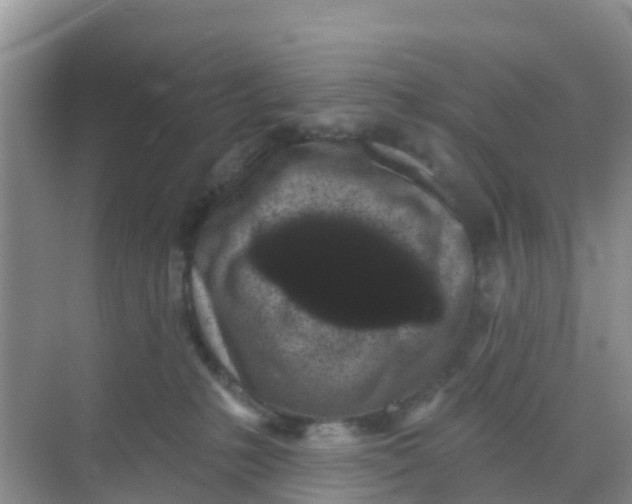 X0000069360231200605262007