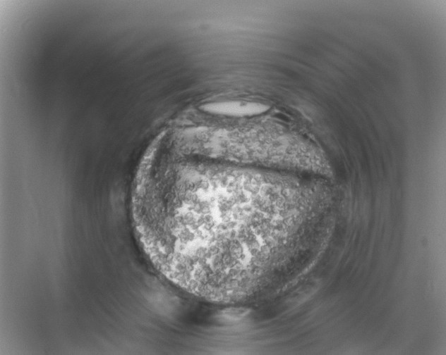 X0000069360269200605262006