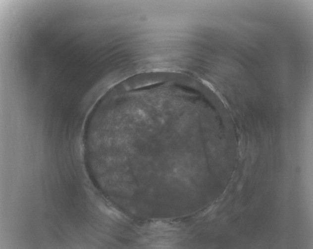 X0000069360290200605262006