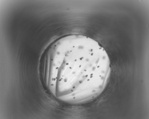 X0000069360292200605262006