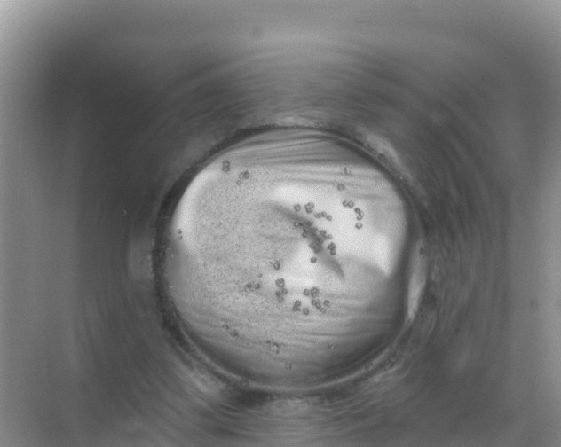 X0000069360299200605262006