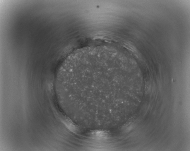 X0000069360365200605262005