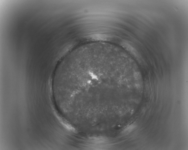 X0000069360398200605262004