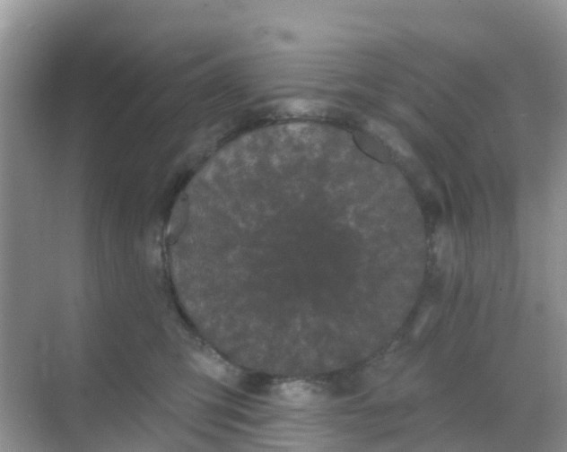 X0000069360423200605262003