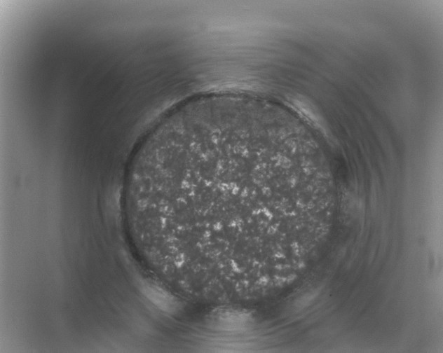 X0000069360491200605262002