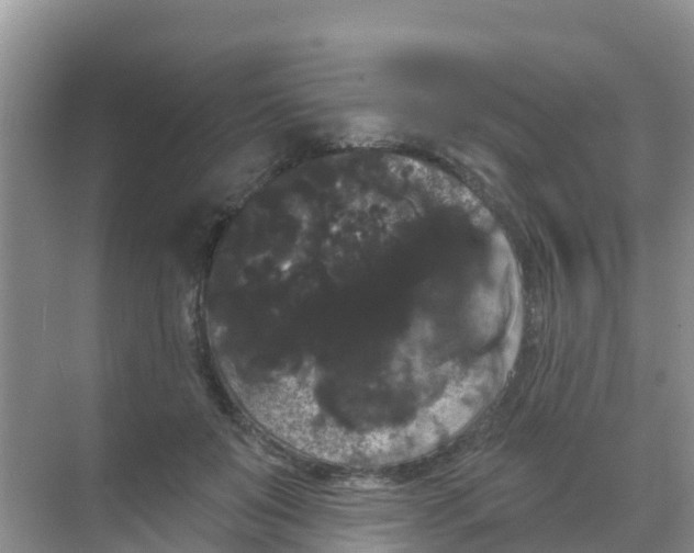 X0000069360503200605262002