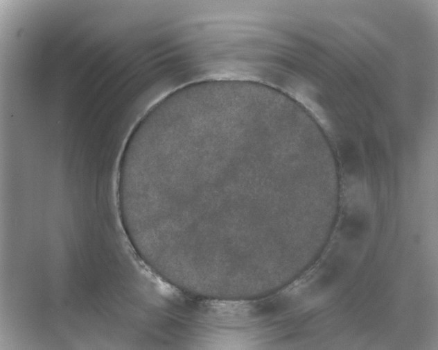 X0000069360856200605261957