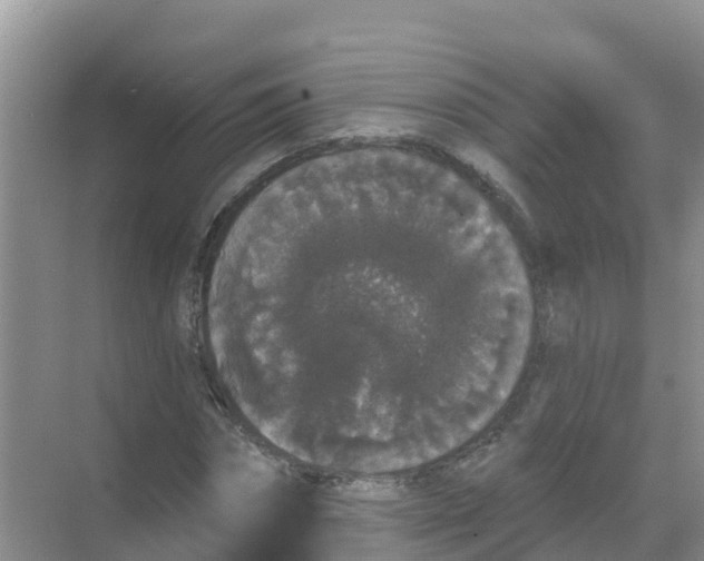 X0000069360874200605261956