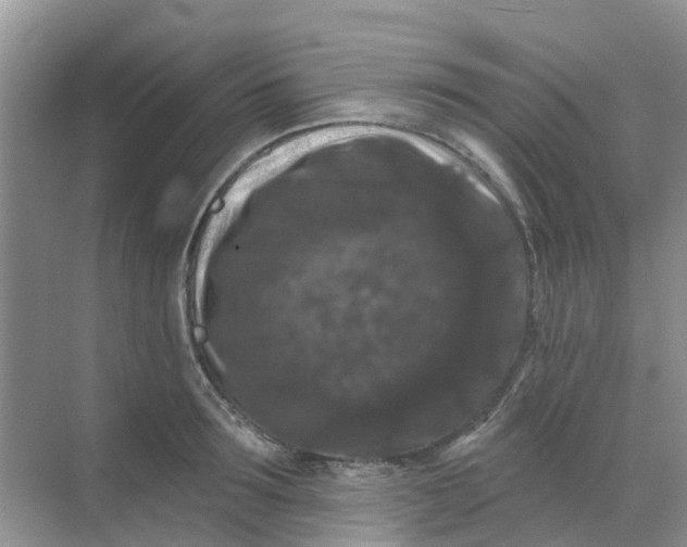 X0000069360899200605261955