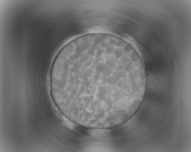 X0000069361150200605261952