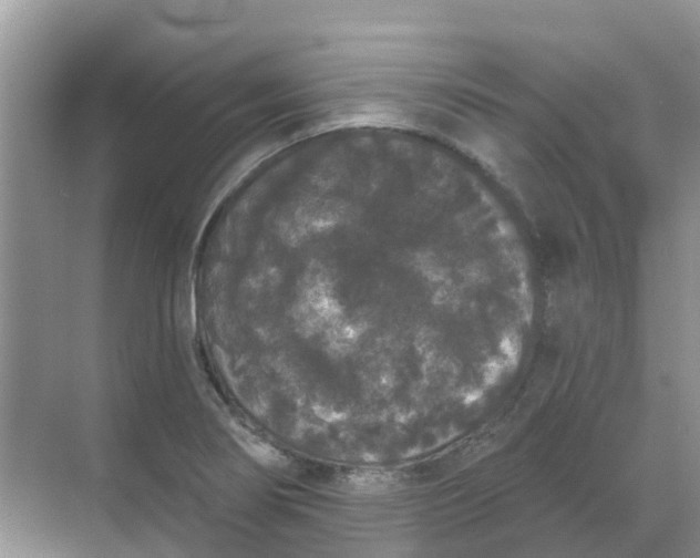 X0000069361274200605261949