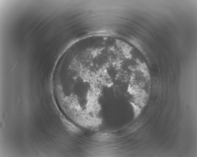 X0000069361474200605261946