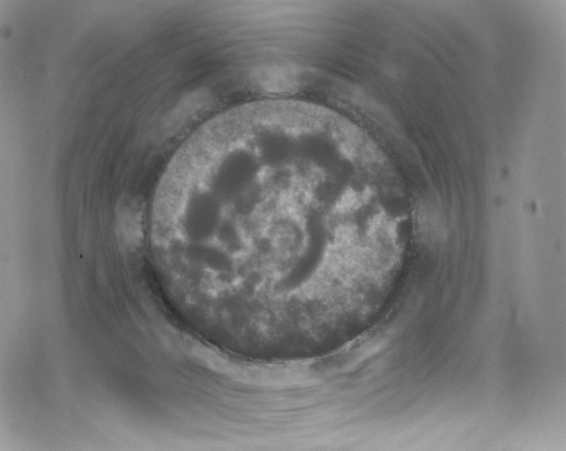 X0000069360032200606021504