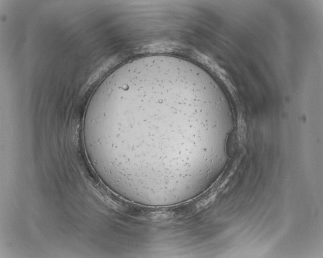 X0000069360153200606021501