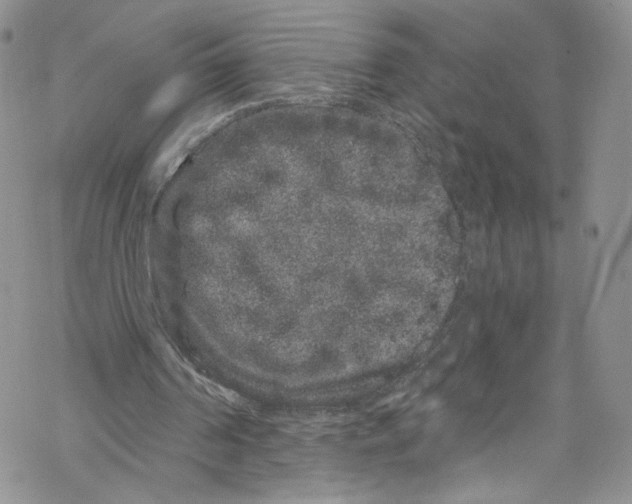 X0000069360194200606021501