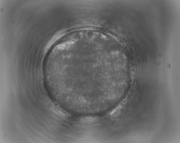 X0000069360198200606021501