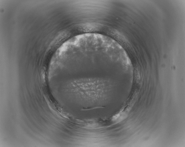 X0000069360214200606021501