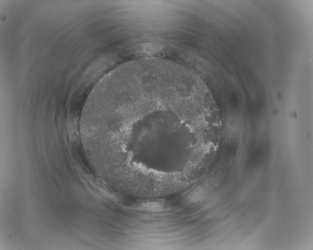 X0000069360236200606021501