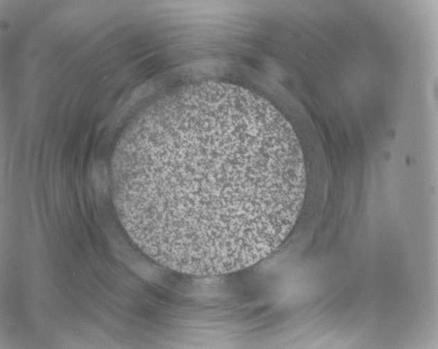 X0000069360240200606021501