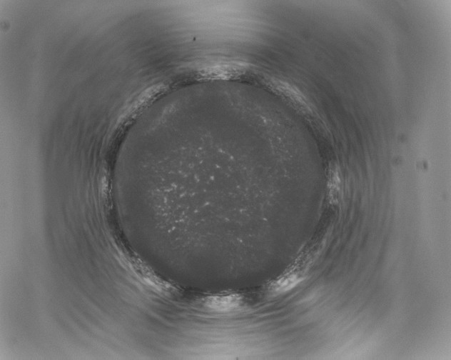 X0000069360314200606021459