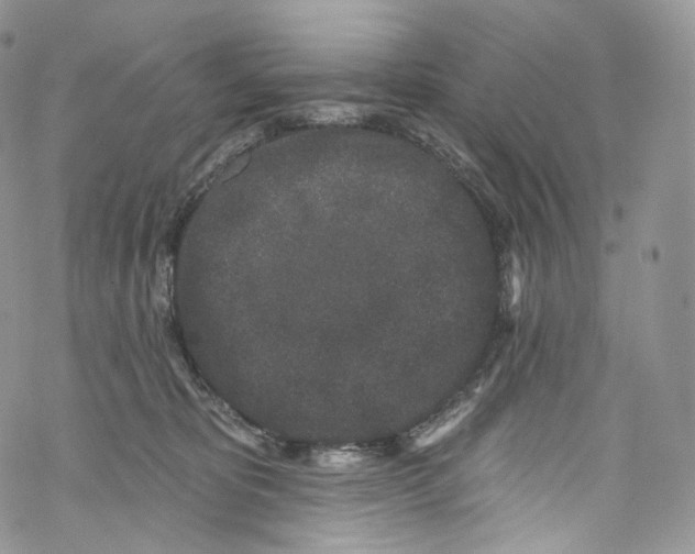 X0000069360325200606021459