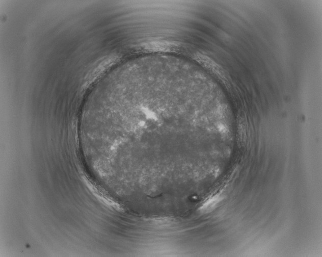 X0000069360398200606021458