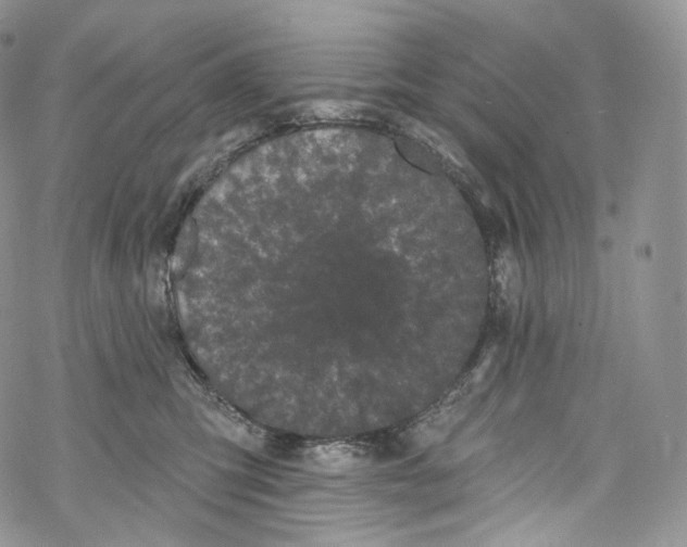 X0000069360423200606021458