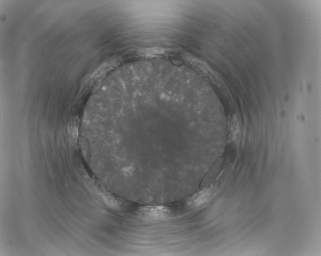 X0000069360427200606021458