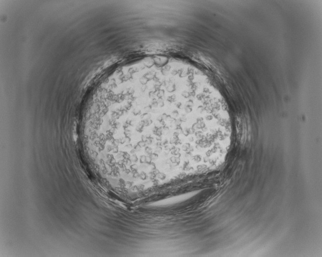 X0000069360495200606021456